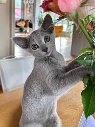 Russian Blue cat breeder in Melbourne VIC