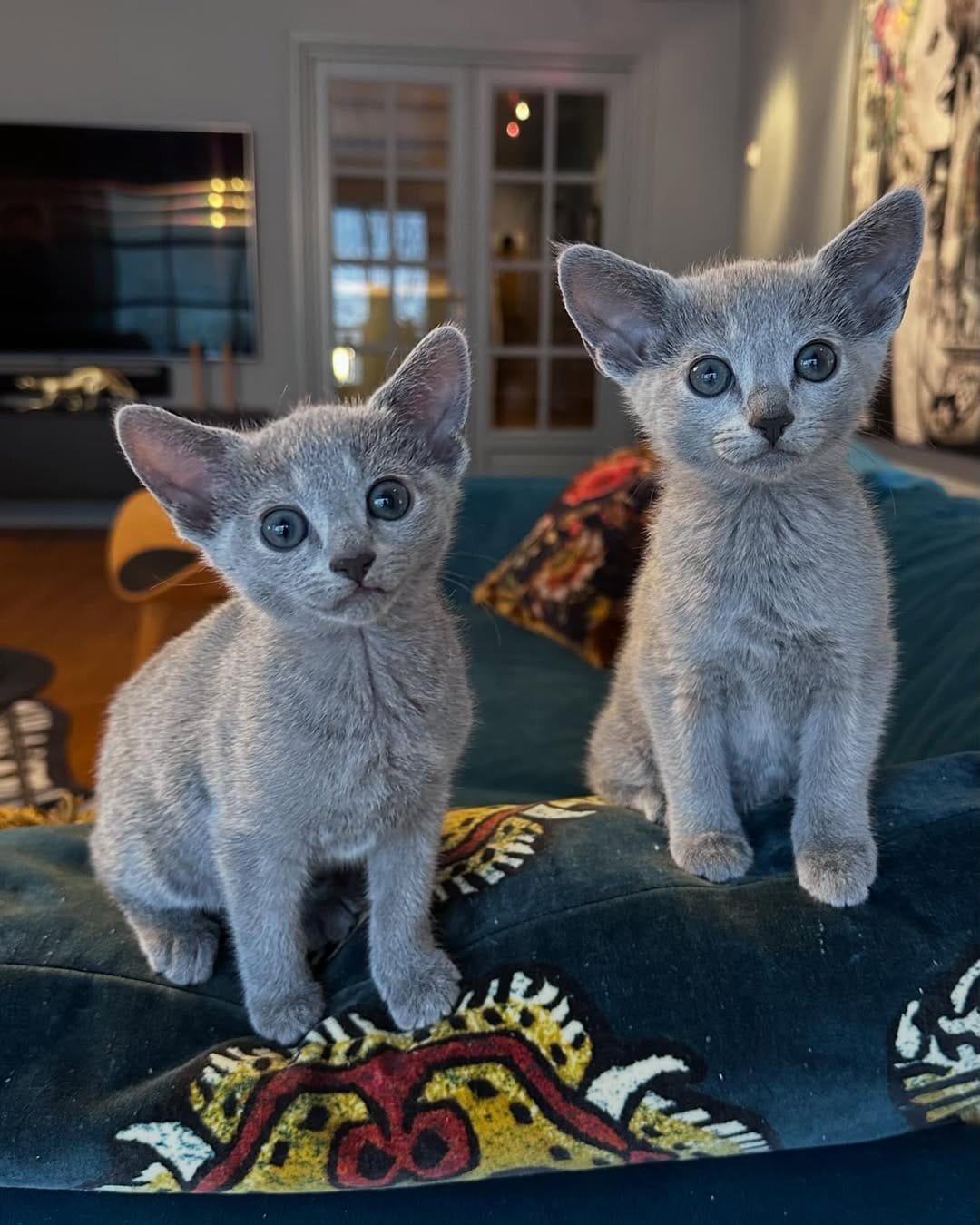 Russian Blue kittens Stella & Jojo - Bonded Pair